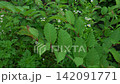雨水拍打著鮮嫩的綠葉。 142091771
