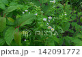 雨水拍打著鮮嫩的綠葉。 142091772