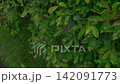 雨水拍打著鮮嫩的綠葉。 142091773