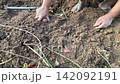 Gardener Loosening Soil With Hoe Tool And Pulling Out Fresh Sweet Potato By Hand 142092191