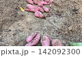 Pile Of Freshly Harvested Sweet Potatoes Ipomoea Batatas On Dirt Ground In Garden 142092300