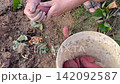 Gardener Rubbing Dirt Off Fresh Sweet Potato Ipomoea Batatas And Putting It Into Bucket 142092587