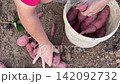 Gardener Cleaning Fresh Sweet Potato Ipomoea Batatas By Hand And Putting It Into Bucket 142092732
