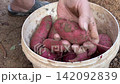 Close Up Of Gardener Wiping Soil Off Fresh Sweet Potato Ipomoea Batatas Into Bucket 142092839