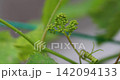 Manicure finger flower buds Manicure finger flower buds 142094133