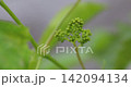 Manicure finger flower buds Manicure finger flower buds 142094134