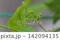 Manicure finger flower buds Manicure finger flower buds 142094135