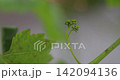 Manicure finger flower buds Manicure finger flower buds 142094136