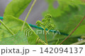 Manicure Finger Flower Buds Manicure Finger Flower Buds 142094137
