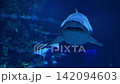 Sand Tiger Shark Swimming Underwater in Blue Ocean. Marine Wildlife.  142094603