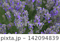 Blooming Lavender Field with Close-Up Purple Flowers. 142094839