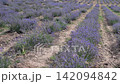 Blooming Lavender Field with Close-Up Purple Flowers. 142094842