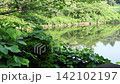 【4K】静かな池の水面に映り込む新緑の森のリフレクション 【4K】静かな池の水面に映り込む新緑の森のリフレクション 142102197
