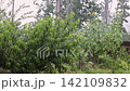 Rain hits leaves sunflowers in garden while sky is thunderstorm on stormy day gray cloudy. 142109832