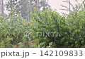 Rain drops fall on sunflowers, green plants in garden on thunderstorm cloudy day. 142109833