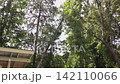 Felled tree falls in wooded area during deforestation for construction with wooden structure underneath 142110066