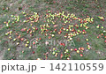 Fallen green and red apples scattered on grass with dry leaves in autumn garden. Apple harvest, ripe fruit, orchard season, fall nature. 142110559