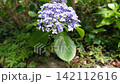 A garden in early summer where hydrangeas sway gently in the breeze. 142112616