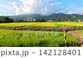 Car side window view of rice fields terrace farming plantation in Yilan,Taiwan 142128401