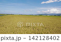 Car side window view of rice fields terrace farming plantation in Yilan,Taiwan 142128402