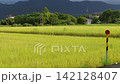 Car side window view of rice fields terrace farming plantation in Yilan,Taiwan 142128407