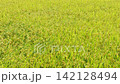 Rice plants swaying in wind in a paddy field 142128494
