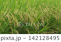 Rice plants swaying in wind in a paddy field 142128495