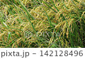 Rice plants swaying in wind in a paddy field 142128496