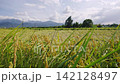 Rice plants swaying in wind in a paddy field 142128497