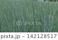 lush green fields in Sanxing Township, Yilan County, Taiwan 142128517