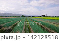 lush green fields in Sanxing Township, Yilan County, Taiwan 142128518
