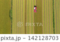 Aerial view of a red combine harvester working in segmented golden rice paddy fields during harvest season 142128703