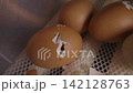 Close-up of a brown chicken egg cracking open inside an incubator, showing the beginning of the hatching process and the emergence of new life from the shell on a poultry farm 142128763