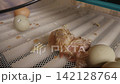 Amazing moment of a wet newborn chick emerging from its eggshell, marking the beginning of a new life and symbolizing birth and growth within the controlled environment of an incubator 142128764