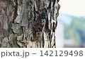 A male cicada is walking along the trunk of a tree. 142129498