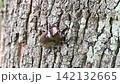 Beetle 142132665