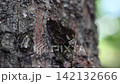 Ruritateja 142132666