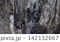 Usubakamikiri 142132667