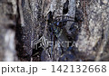 Usubakamikiri 142132668