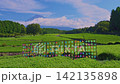 A video of colorful windmills turning in the breeze against the backdrop of the tea fields and Mount Fuji in Obuchi Sasaba on a clear summer morning. A video of colorful windmills turning in the breeze against the backdrop of the tea fields and Mount Fuji in Obuchi Sasaba on a clear summer morning. 142135898