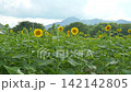 咲き始めたひまわり畑 142142805
