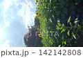 背の高いヒマワリ達を縦構図で撮影 142142808