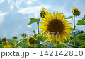 ヒマワリとそよ風 142142810