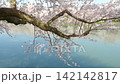 春の弘前城の桜とお掘りを撮影 142142817