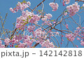 我が家のシダレヤエザクラ 142142818