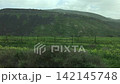 Green Hills and Wildflowers at the Israel-Jordan Border 142145748