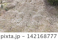 盛開的梅花田鳥瞰圖 142168777