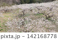 盛開的梅花田鳥瞰圖 142168778