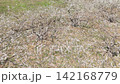 盛開的梅花田鳥瞰圖 142168779
