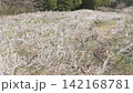 盛開的梅花田鳥瞰圖 142168781